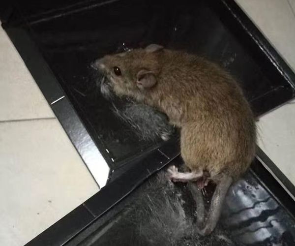 灭鼠案例9